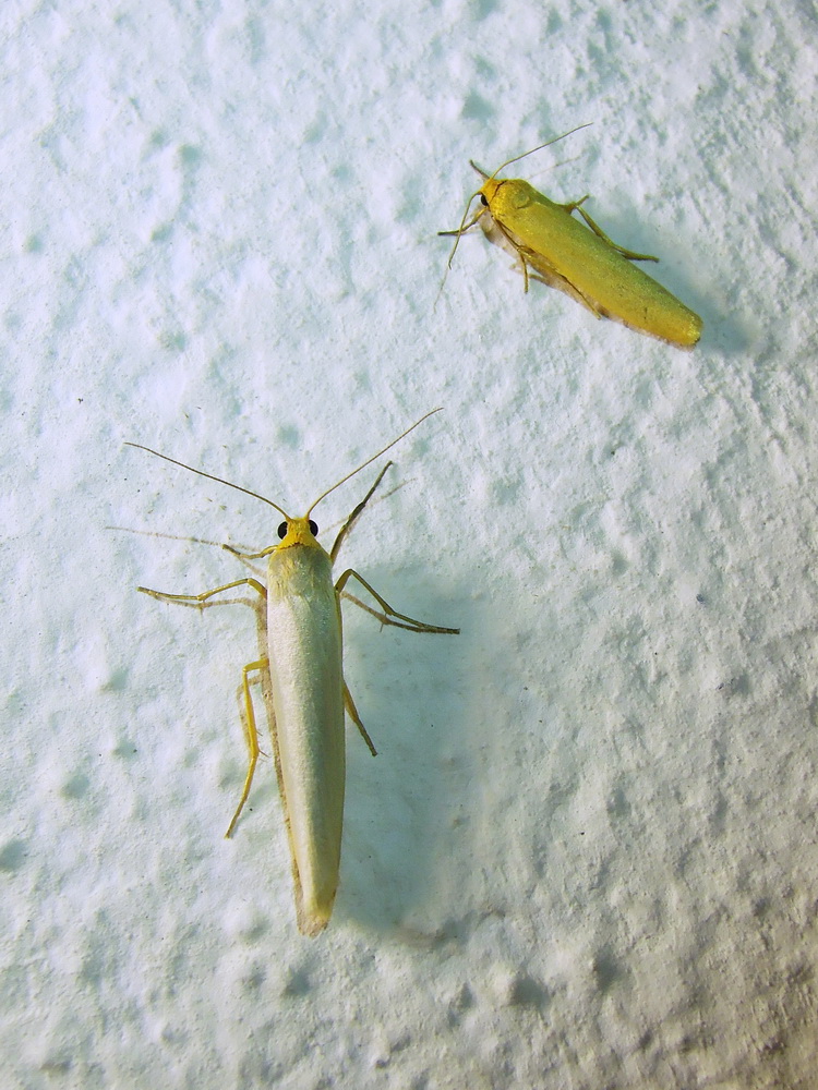 Eilema cfr. pygmaeola (Erebidae Arctiinae)